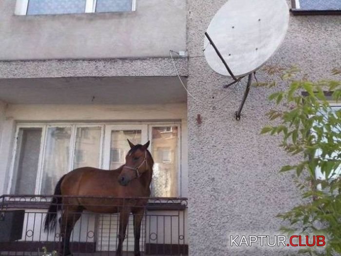 wtf_08.jpg | Рено Каптур Клуб Россия | Форум KAPTUR.SU