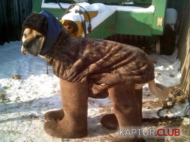 холод собачий.jpg | Рено Каптур Клуб Россия | Форум KAPTUR.SU