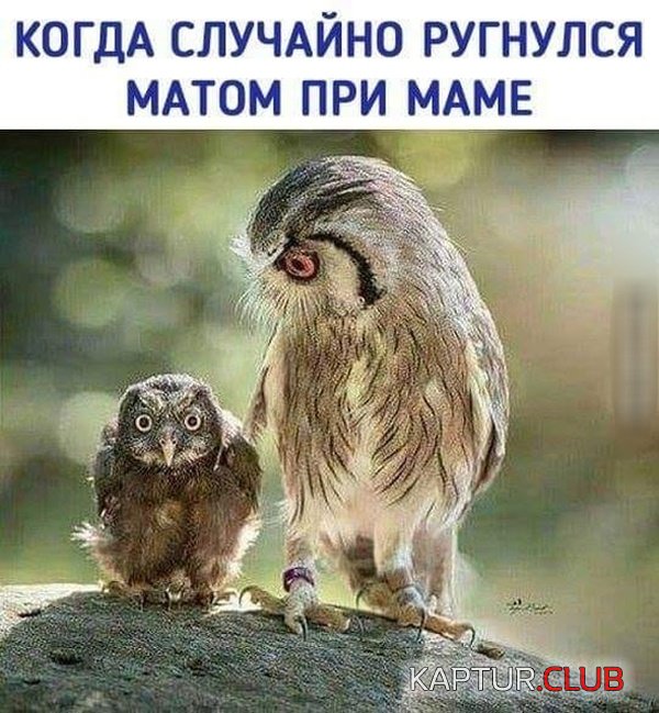yumor_06.jpg | Рено Каптур Клуб Россия | Форум KAPTUR.SU