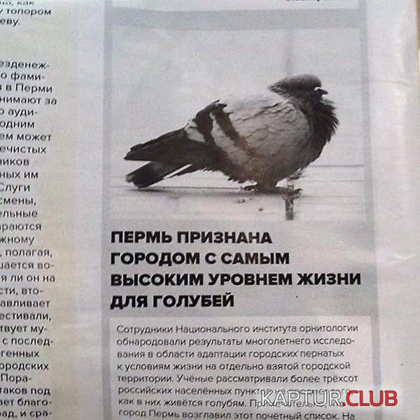 zagolovki_02.jpg | Рено Каптур Клуб Россия | Форум KAPTUR.SU
