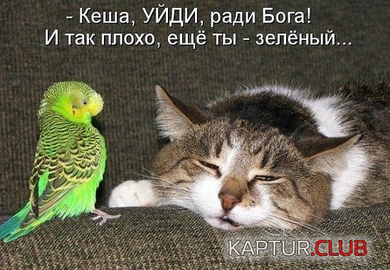 зеленый.jpg | Рено Каптур Клуб Россия | Форум KAPTUR.SU