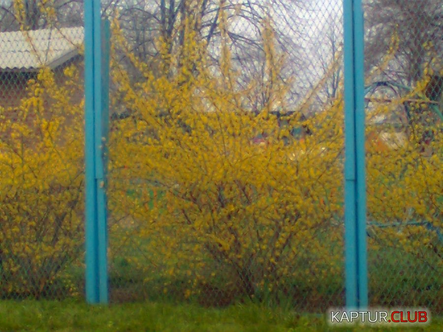 Жёлтые кусты ув.jpg | Рено Каптур Клуб Россия | Форум KAPTUR.SU