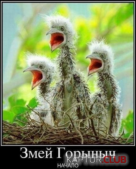 zmey.jpg | Рено Каптур Клуб Россия | Форум KAPTUR.SU