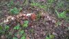WP_20170511_09_28_18_Pro.jpg