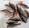 IMG_20220424_203624.jpg | Рено Каптур Клуб Россия | Форум KAPTUR.SU