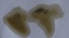 S1260003.JPG