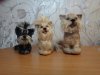DSC00668.JPG