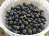 IMG_2017-07-17_133158.jpg