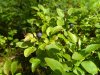 IMG_2017-07-17_115945.jpg