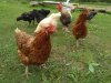 IMG_2017-07-15_191808_1.jpg