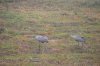 DSC_2427.JPG | Рено Каптур Клуб Россия | Форум KAPTUR.SU