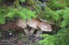 DSC_2442.JPG | Рено Каптур Клуб Россия | Форум KAPTUR.SU