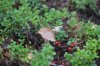 DSC_2447.JPG | Рено Каптур Клуб Россия | Форум KAPTUR.SU