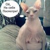 Приколы-картинки-к.jpg