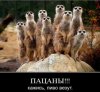 Картинки-прикольные-к.jpg
