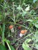 photo_2018-07-28_22-46-10.jpg | Рено Каптур Клуб Россия | Форум KAPTUR.SU