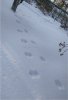 Следы IMG_20190104_150018.jpg | Рено Каптур Клуб Россия | Форум KAPTUR.SU