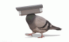 gif_1556968680.gif
