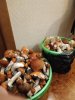 IMG-20190716-WA0036.jpg