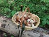 IMG_20190727_132602.jpg | Рено Каптур Клуб Россия | Форум KAPTUR.SU