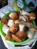 IMG_2016-08-20_132420.jpg