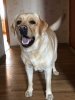 IMG-20170603-WA0000.jpg | Рено Каптур Клуб Россия | Форум KAPTUR.SU