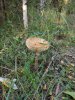 IMG20200829171028.jpg | Рено Каптур Клуб Россия | Форум KAPTUR.SU