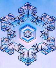 Ascold