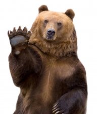 Dr.Bear