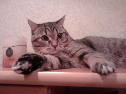 bosyn