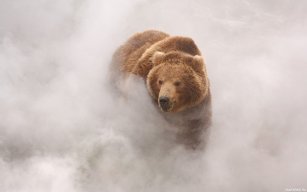 Bear Пух