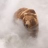 Bear Пух