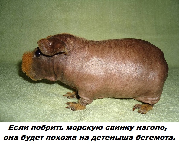 proxy.php?image=http%3A%2F%2Fs00.yaplakal.com%2Fpics%2Fpics_original%2F9%2F3%2F0%2F12357039.jpg&hash=0ac8bad447eac818fbf355de764b3a97 | Рено Каптур клуб Россия | www.KAPTUR.club