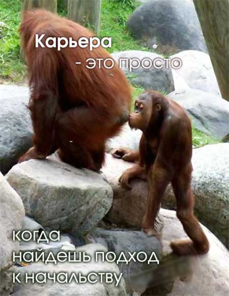 proxy.php?image=https%3A%2F%2Flifeo.ru%2Fwp-content%2Fuploads%2Fsmeshnaya-kartinka-o-rabote-36.jpg&hash=18024b2ee44b45c45684c5d5d638bc30 | Рено Каптур клуб Россия | www.KAPTUR.club