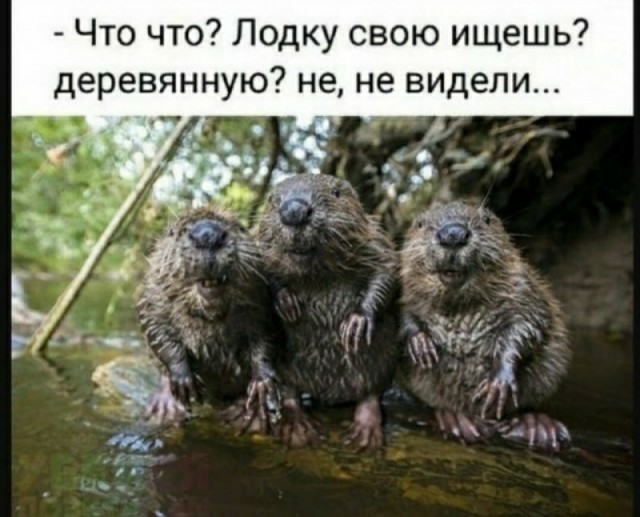 proxy.php?image=https%3A%2F%2Fs00.yaplakal.com%2Fpics%2Fpics_preview%2F9%2F6%2F3%2F14891369.jpg&hash=1d2f43bab6287348387d3ff77d9ff8ec | Рено Каптур клуб Россия | www.KAPTUR.club