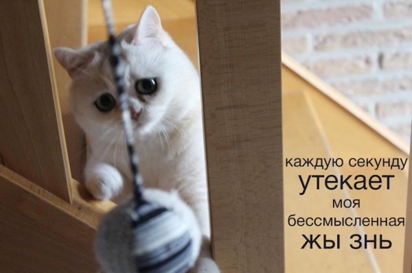 proxy.php?image=http%3A%2F%2Fs00.yaplakal.com%2Fpics%2Fpics_original%2F8%2F7%2F3%2F11435378.jpg&hash=1d47ae2f0f8dc32259783dd0a98b8c45 | Рено Каптур клуб Россия | www.KAPTUR.club