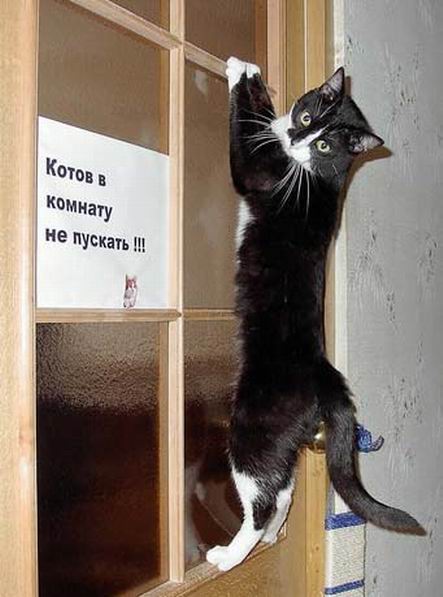 proxy.php?image=http%3A%2F%2Fdobrosos.ru%2Fwp-content%2Fuploads%2F2018%2F10%2Ffoto-prikolyi-006.jpg&hash=1dbcded15b21ebf5baf5063334a83549 | Рено Каптур клуб Россия | www.KAPTUR.club
