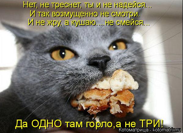 proxy.php?image=http%3A%2F%2Fkotomatrix.ru%2Fimages%2Flolz%2F2014%2F08%2F19%2Fkotomatritsa_1.jpg&hash=28aefb5f75a4ed05af3c96f482f1a2f6 | Рено Каптур клуб Россия | www.KAPTUR.club
