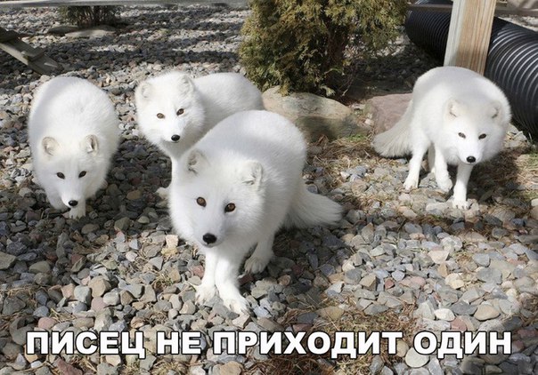 proxy.php?image=https%3A%2F%2Fpp.userapi.com%2Fc543103%2Fv543103911%2F36496%2FbDBiA_7zcWE.jpg&hash=3b48cfd1eadfe916b2983d096b6155ec | Рено Каптур клуб Россия | www.KAPTUR.club