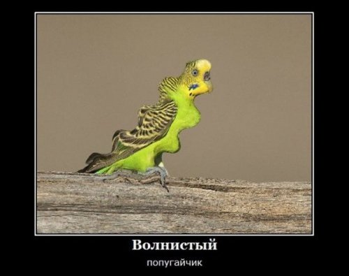 proxy.php?image=http%3A%2F%2Fwww.bugaga.ru%2Fuploads%2Fposts%2F2018-04%2Fthumbs%2F1524637622_demotivatory-7.jpg&hash=3bd8d87b640f9f6b7a4742216c1d2808 | Рено Каптур клуб Россия | www.KAPTUR.club