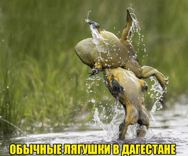 proxy.php?image=http%3A%2F%2Fs00.yaplakal.com%2Fpics%2Fpics_preview%2F5%2F5%2F9%2F12286955.jpg&hash=5497b701a3e858aeb53b57699bde02b3 | Рено Каптур клуб Россия | www.KAPTUR.club
