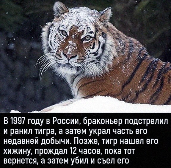 proxy.php?image=http%3A%2F%2Fs00.yaplakal.com%2Fpics%2Fpics_original%2F1%2F1%2F5%2F11402511.jpg&hash=5ea212b83606524fe0bf7b68ac23983e | Рено Каптур клуб Россия | www.KAPTUR.club