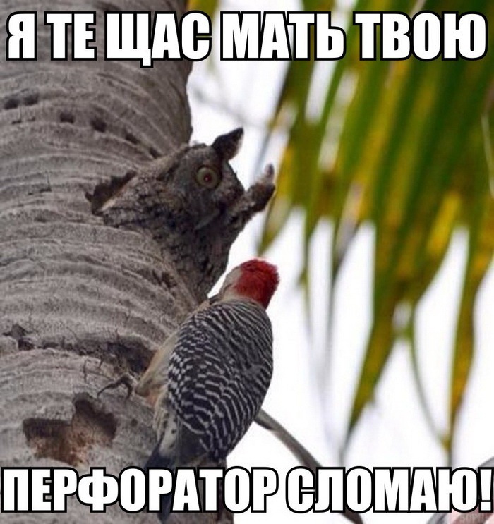 proxy.php?image=http%3A%2F%2Fdobrosos.ru%2Fwp-content%2Fuploads%2F2018%2F04%2Fnovyie-foto-prikolyi-15.jpg&hash=605f382f1f75d700dc13c59408d5eea2 | Рено Каптур клуб Россия | www.KAPTUR.club
