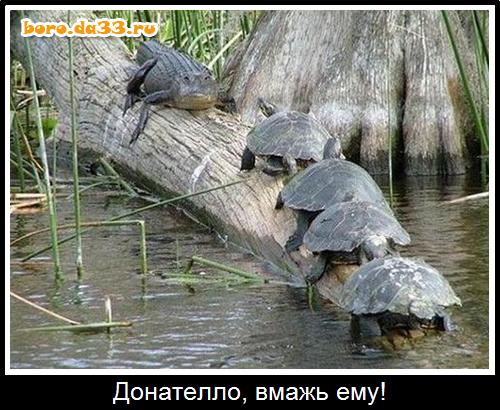 proxy.php?image=http%3A%2F%2Fboro.da33.ru%2Fupload%2Fusers%2F1%2F14275_boro.da33.ru.jpg&hash=6346859f714ca3cc2b2a4788fa2fda62 | Рено Каптур клуб Россия | www.KAPTUR.club