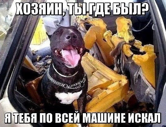 proxy.php?image=http%3A%2F%2Fdobrosos.ru%2Fwp-content%2Fuploads%2F2019%2F04%2Fsmeshnye-nadpisi-prikoly-nadpisyami-foto-081.jpg&hash=6498d64962faca06597126f944eed31b | Рено Каптур клуб Россия | www.KAPTUR.club