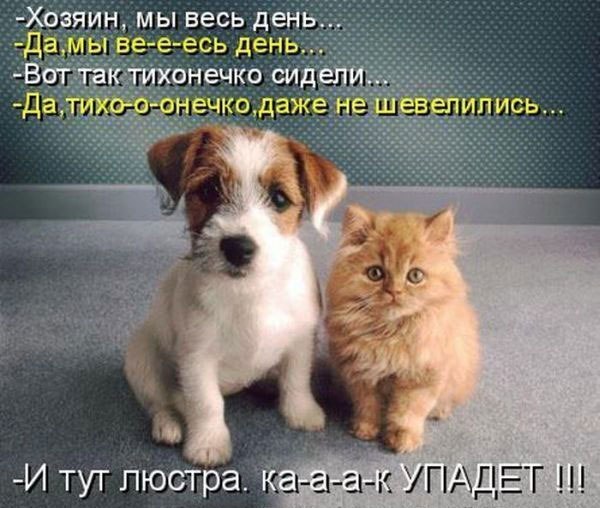 proxy.php?image=http%3A%2F%2Fwww.notfunny.ru%2Fwp-content%2Fuploads%2F2012%2F06%2FCat_n_dog.jpg&hash=671951ada813bc7a2197c86770fecd05 | Рено Каптур клуб Россия | www.KAPTUR.club