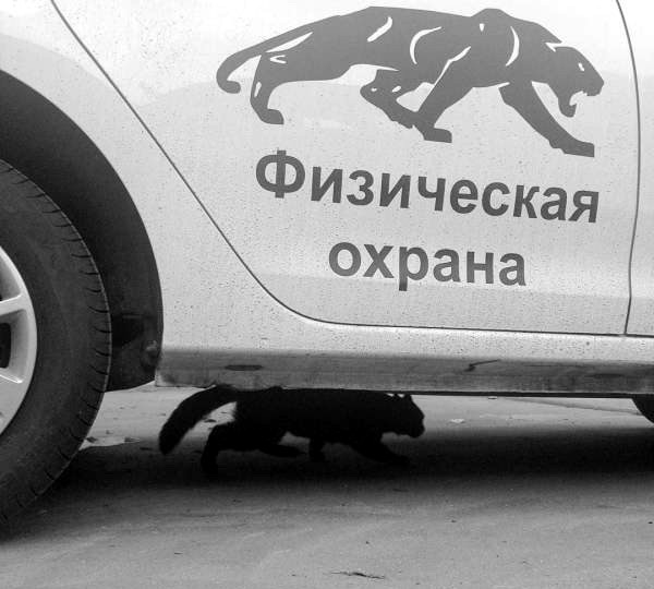 proxy.php?image=http%3A%2F%2Fdobrosos.ru%2Fwp-content%2Fuploads%2F2020%2F01%2Fprikolnye-zhivotnye-zabavnye-10.jpg&hash=766a7a984d91cc2bd85920e8c25d1139 | Рено Каптур клуб Россия | www.KAPTUR.club