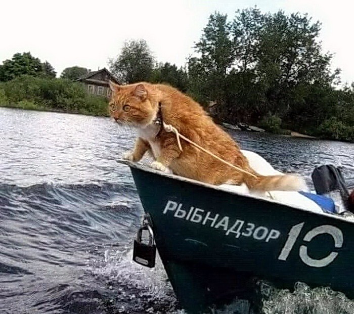 proxy.php?image=http%3A%2F%2Fdobrosos.ru%2Fwp-content%2Fuploads%2F2019%2F04%2Fnovye-foto-prikoly-picdump-37.jpg&hash=8f80b6e8310b16b5822163d4ec30bae0 | Рено Каптур клуб Россия | www.KAPTUR.club