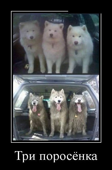 proxy.php?image=http%3A%2F%2Fwww.prikol.ru%2Fwp-content%2Fgallery%2Fapril-2018%2Fdemotivator-21042018-014.jpg&hash=a5cab8ce269df277c98b87157c8f1984 | Рено Каптур клуб Россия | www.KAPTUR.club
