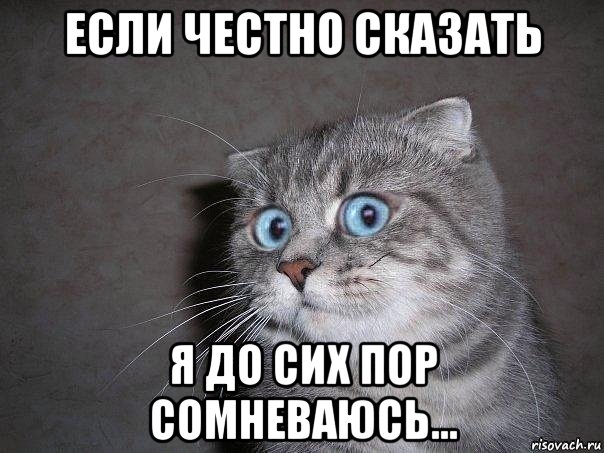 proxy.php?image=http%3A%2F%2Frisovach.ru%2Fupload%2F2015%2F08%2Fmem%2Fudivlyonnyy-kot_90519097_orig_.jpg&hash=a5d01a9ebc64c6184c51793da6720fbe | Рено Каптур клуб Россия | www.KAPTUR.club